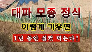 [텃밭농부 2,186]  대파모종. 이렇게 심어서 1년동안 싫컷 먹는 방법! #대파재배