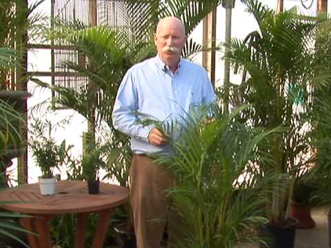 download lagu mp3 mp4 Indoor Palm Tree Varieties, download lagu Indoor Palm Tree Varieties gratis, unduh video klip Indoor Palm Tree Varieties