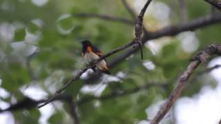 American Redstart