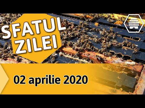 Sfatul zilei în apicultură - 02 aprilie 2020