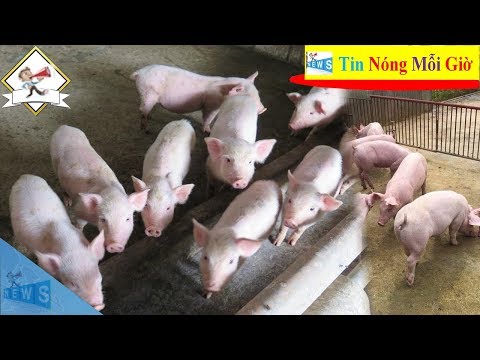Giá lợn hơi hôm nay ngày 19/10 | Tin Nóng Mỗi Giờ