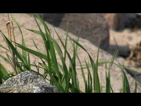 Ulf Meyer / Christoph Oeding  "Gandhi"