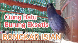 Download lagu Ciung Batu Burung Eksotis Bongkar Isian mp3 Download lagu Ciung Batu Burung Eksotis Bongkar Isian mp3