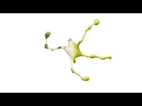 How local forces deform the lipid membranes