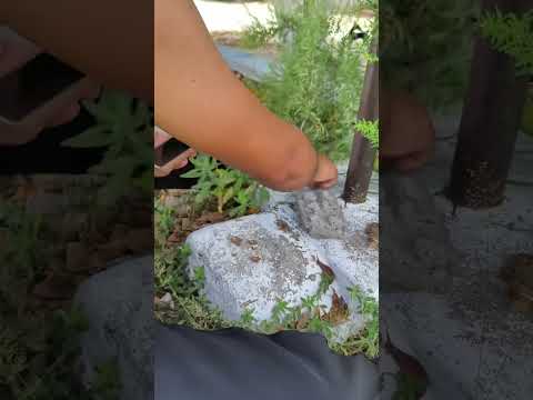Procurando a largata do licuri #nordeste #sertão #valente #bahia #infancia
