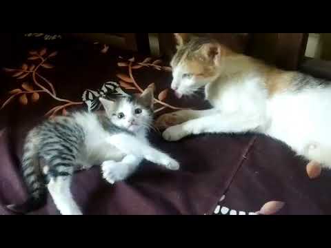 cute cat playing with mother cat 🐱