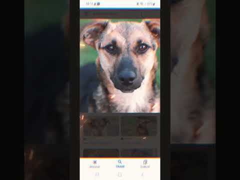 animalule dragute.🤩