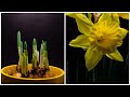 Daffodil Flower Time Lapse - Three Weeks