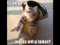 Lol Catz