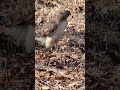 American Red Tail Hawk Birds Hawk Redtailedhawks Video Viral Vlog Onduty Police
