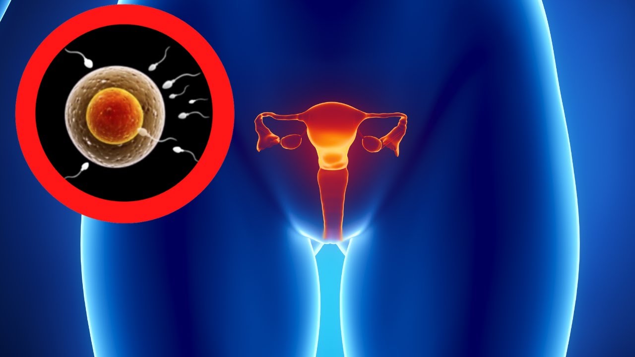 El APARATO REPRODUCTOR FEMENINO explicado: sus partes y funcionamiento👩‍🏫