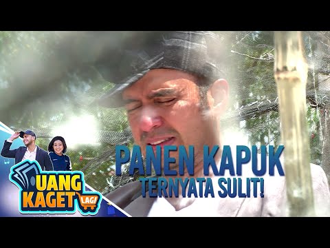 BANG ALI BELAJAR MEMANEN KAPUK - UANG KAGET LAGI