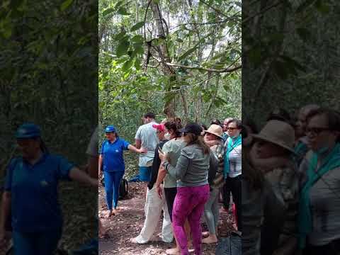Ritual de cura e libertação,  Pajé Iranildo,  vamos de @hansecotour.