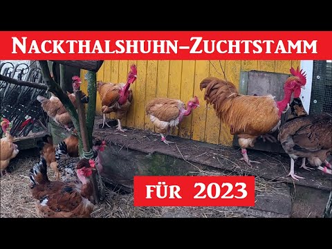 Der Zuchtstamm meiner Nackthalshühner für 2023  !