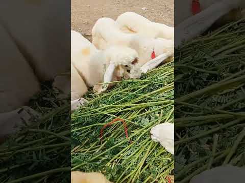 Qurbani Lovers 2025 vvip kajle 3 to 5 month #goat #bakramand #cattlemarket #malircowmandi #animals