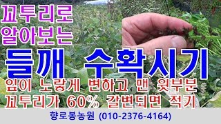 들깨 수확시기 확인하는 방법 요령
