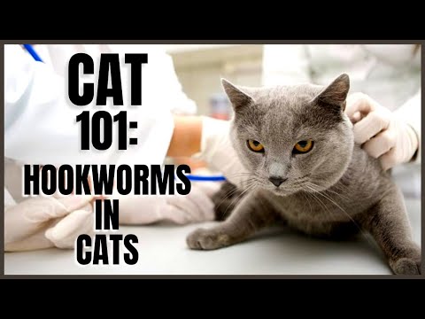 Cat 101: Hookworms in Cats