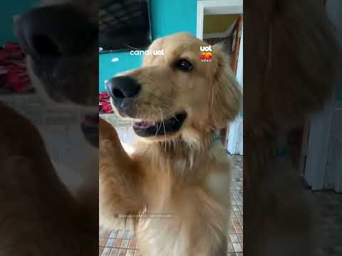 Golden Retriever Sirius insiste por mais um pedaço de pão em cena divertida