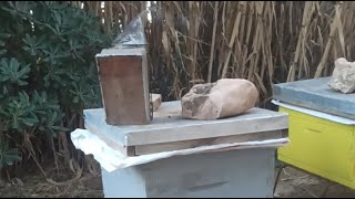 مباشر تربية النحل الجزائر الاثنين 2026/01/12