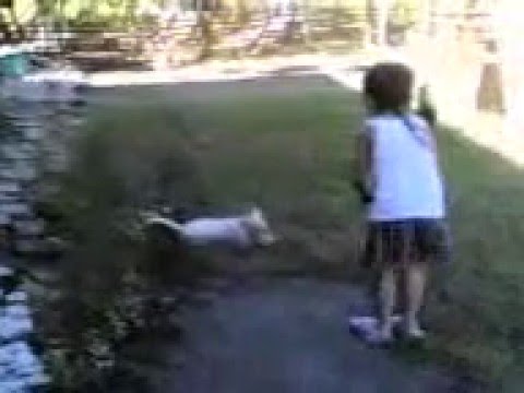 Jibreel  and dog.3gp