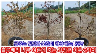 블루베리 나무가 여름에 죽는 가장큰 이유~물주는방법,분갈이 해야하는 나무 블루베리 키우기,묘목,재배방법 가지…