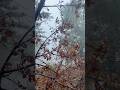 ️ ️ Winterhiking