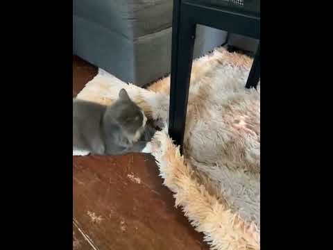 I can't resist dem #cats. #kawaii