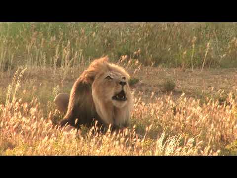 The Powerful ROAR of a big male lion