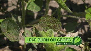 Farm Basics #1005 Leaf Burn In Crops (Air Date 7-9-17)