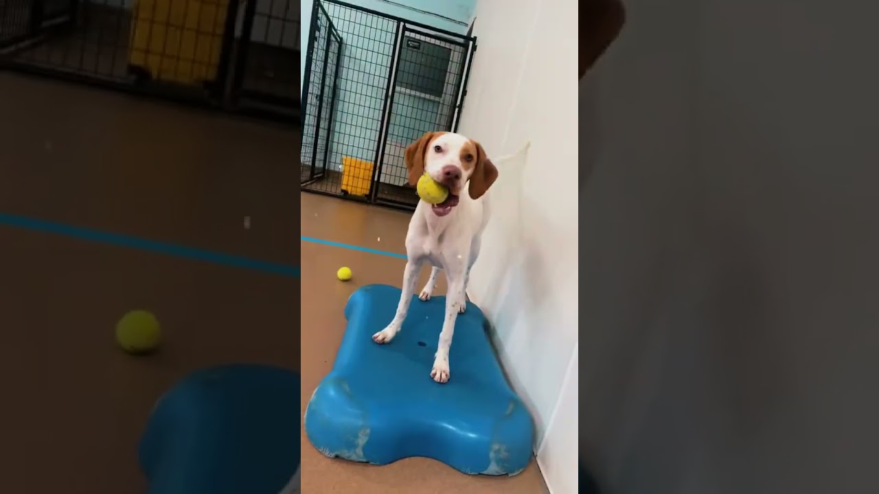 Enlarge Clarice- Foster Home Needed, a ADOPTABLE English Pointer in Wood Dale, IL video 6/6