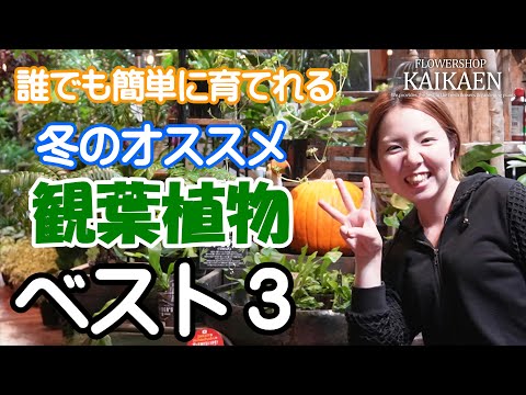 , title : '誰でも  簡単に  育てられる  観葉植物  ベスト３  冬  オススメ【おうちでガーデニング】開花園チャンネル'