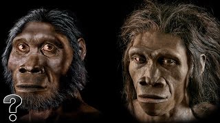 Did Humans Evolve From Apes?