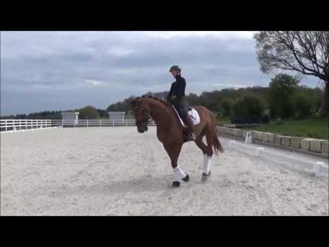 Florenzino *2007  Florestan x Ehrentusch 1.70m groß