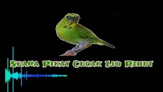 Download lagu PIKAT CUCAK IJO RIBUT mp3