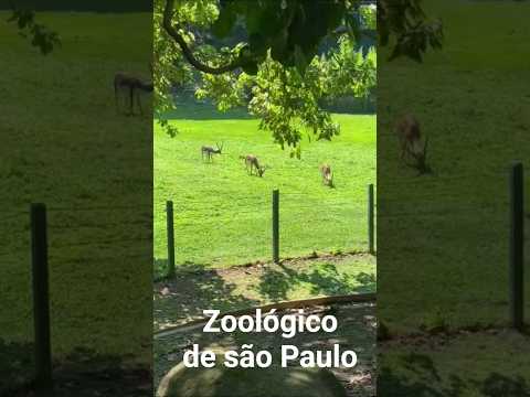 zoológico de são Paulo 🥰🥰#zoologico #saopaulo #natureza #fyp