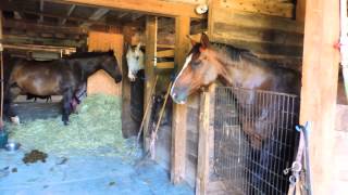 Horses Dancing To My Music * In The Barn
