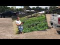 Picking Bonsai Material at a Nursery