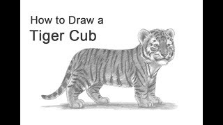 How to Draw a Tiger Cub
