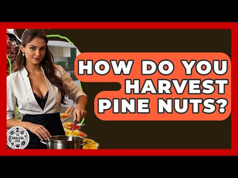 How Do You Harvest Pine Nuts? - The Skillful Chef