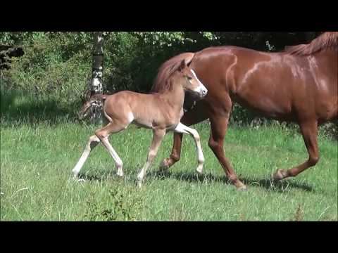 *2017 Hengstfohlen von FS Mr. Right - Londonderry