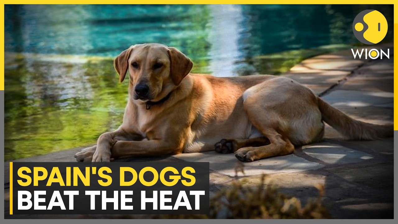 Canines Seek Relief From Scorching Sun | WION