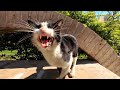 The Tuxedo Cat Meowed Loudly And Said I M Hungry