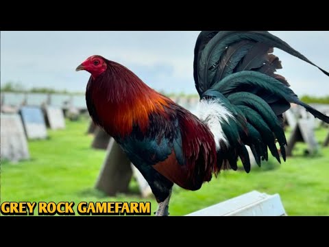 Ruble Hatch Chocolate Grey Roundhead - GREY ROCK FARM