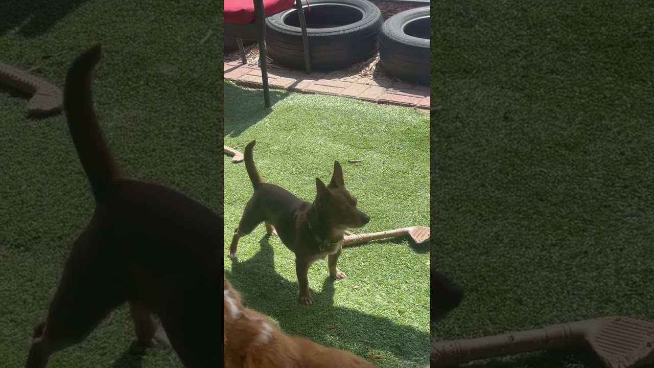 Enlarge Kermit, a Adoptable Chihuahua in Pacific Grove, CA video 6/6
