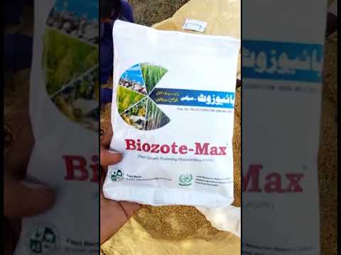 , title : 'Wheat Seed treatment with Biozote max (PGPR bacteria) - How To Use Biozote  #shorts #viral'
