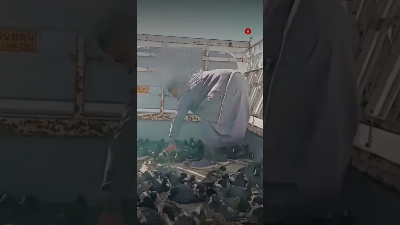 فيديو | شرطة بيئة النجف توقف صياداً بعد العثور على 189 طائراً داخل عجلته