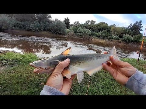 ¡ PESCA EN EL ARROYO DEL MEDIO ! Amarrilos, armados, Mandubi, palometa.