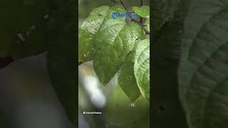 Prakiraan Cuaca 33 Kota di Indonesia Hari Ini, 22 Maret 2023