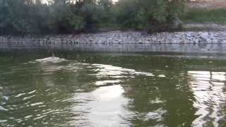 preview picture of video 'Capriolo attraversa a nuoto il fiume PO'