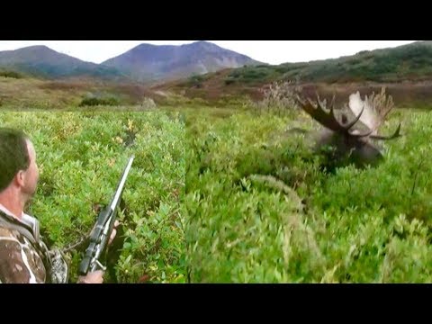 GIANT Alaskan Moose RUNS OVER hunter!!!!! The Journey Part 2